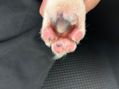 -comecome来吧宠物(奥克斯中心店)