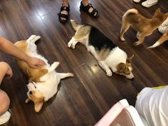 -柯斗斗主题餐厅·狗咖·围炉煮茶·茶饮(国瑞升平里店)