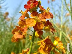 -中国天府农业博览园