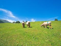 -新疆国际大巴扎