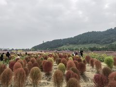 -径山花海