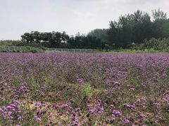 -北京东方普罗旺斯薰衣草庄园