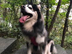 -铁山坪森林公园