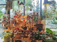 -自由生长植物工作室(深港花卉中心店)