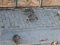 -青藏高原野生动物园