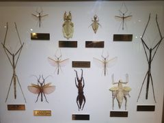 -上海昆虫博物馆