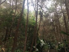 -铁山坪森林公园