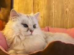 -名猫咖啡馆·撸猫·拼豆