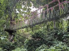-西双版纳原始森林公园