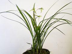 -石家庄市植物园