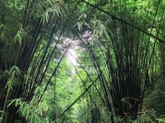 -缙云山景区