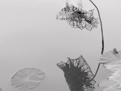 -合肥滨湖国家森林公园