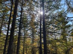 -苏木山森林公园