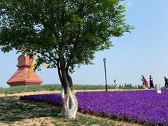 -杭州湾海上花田景区