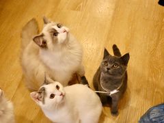 -猫咪派对(江南西店)