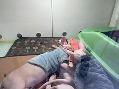 -糯米喵星人·撸猫猫舍咖啡馆(西市场嘉华店)