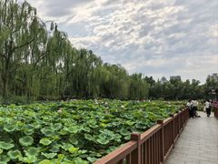 -莲花池公园