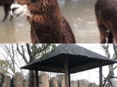-上海野生动物园