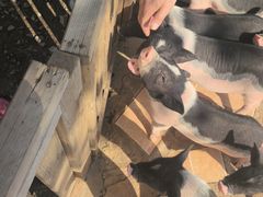 -HERRE·FARM 赫尔露营农场·团建聚会包场