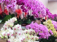 -双季花艺园艺市场(浦东店)