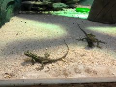 -石家庄市动物园