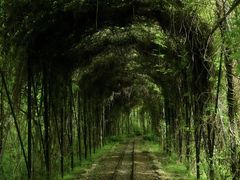 -合肥滨湖国家森林公园