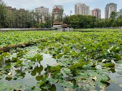 -翠湖公园