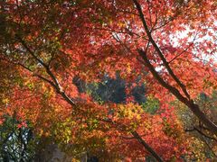 -鸡鸣汤包(红山动物园店)