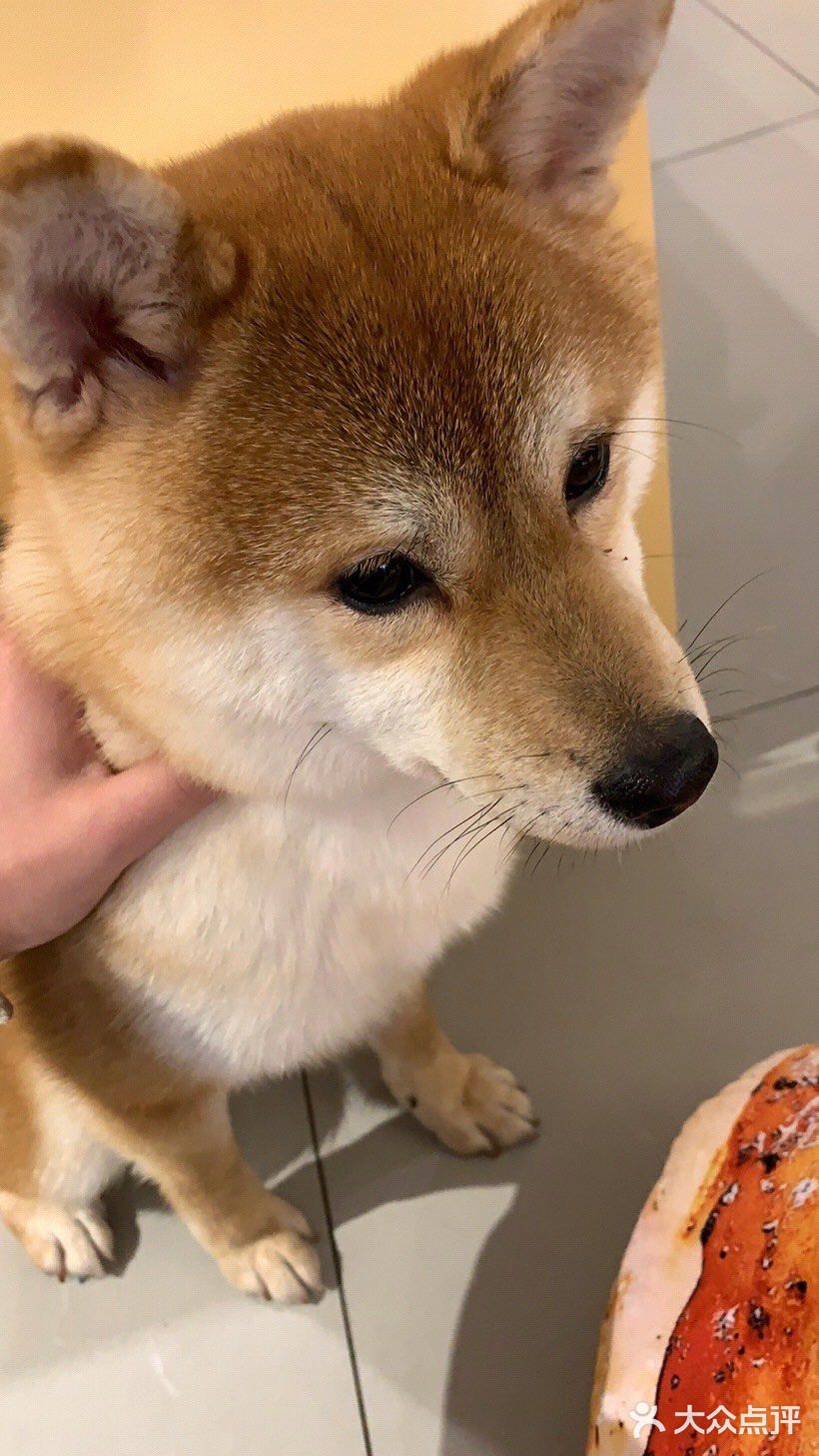 一直都想养柴知道柴柴是性格比较独立的猫性的狗子