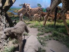 -国家自然博物馆