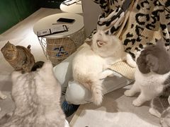 -猫儿山۰猫主题餐厅