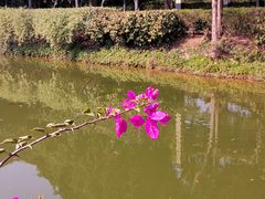 -大屏嶂森林公园