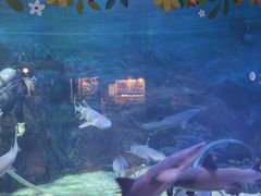 -烟台海昌鲸鲨海洋公园