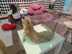 -大型宠物商超·宠海王国·宠物猫狗活体·用品·美容(新世界百货重庆店)