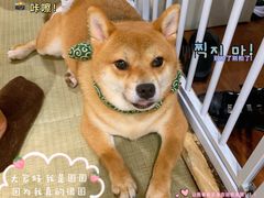 -逗柴咖啡屋·狗咖猫咖宠物桌游