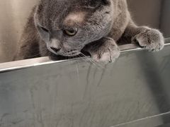 -PETKIT 小佩宠物·低压洗护·美容·寄养(安远店)