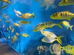 -太平洋海底世界