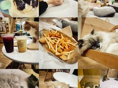 -滚猫咖啡·猫咖·猫友好撸猫(未来城店)