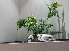 -蜜桃餐厅·伴山(绿宝广场店)