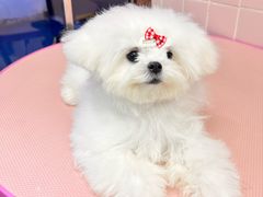-FAELING PETS美天灵宠物(富力广场店)