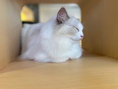 -瞄一喵猫咖(格力海岸店)