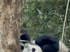 -中国大熊猫保护研究中心雅安碧峰峡基地