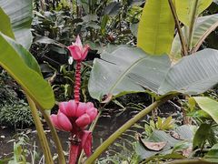-中国科学院西双版纳热带植物园
