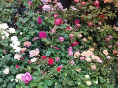 -双季花艺园艺市场(浦东店)