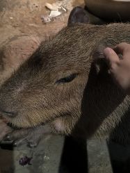 -未来动物城主题公园(正弘城店)