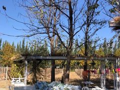 -安德鲁户外烧烤帐篷营地(马泉营店)