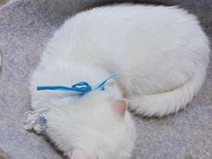 -怪兽屋·羊驼·猫咖·狗咖(俊华广场店)