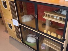 -御宝贝·A梦猫科宠物医院(国际猫友好医院)