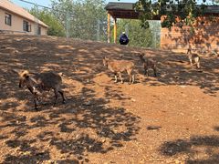 -大连森林动物园