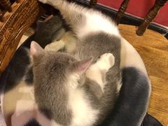 -猫色咖啡·猫咖